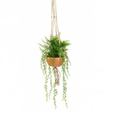 Hanging Potted Fern & Senecio Hanging Potted Fern & Senecio
