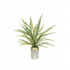 Large Fern In Gold Top Pot Large Fern In Gold Top Pot