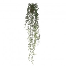 Floralsilk Senecio Hanger Floralsilk Senecio Hanger